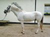 dressage horse Sugar 70 (German Riding Pony, 1991)