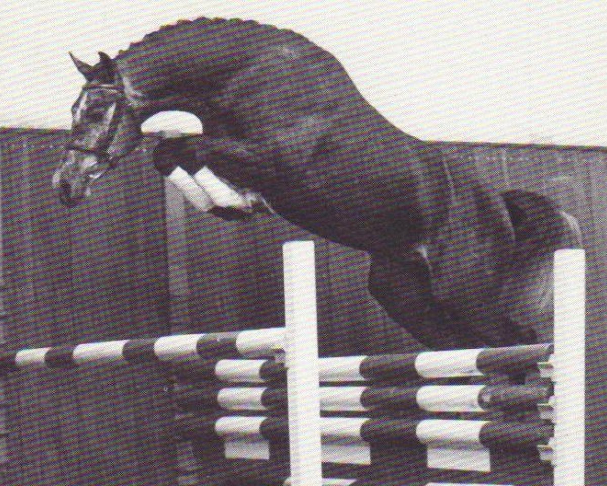 stallion Calido I (Holsteiner, 1991, from Cantus)