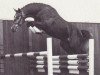 stallion Calido I (Holsteiner, 1991, from Cantus)