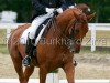 dressage horse Santo Domingo 20 (Hanoverian, 2001, from Salvano)