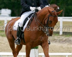 dressage horse Santo Domingo 20 (Hanoverian, 2001, from Salvano)