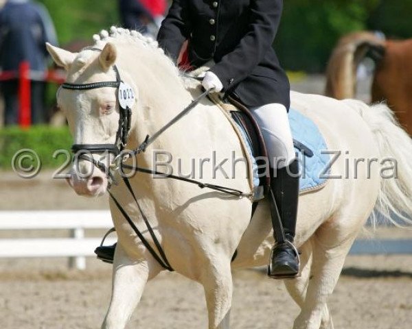 dressage horse Flipper 109 (unknown,  )