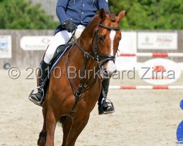 stallion Askanier (Hanoverian, 1999, from Acorado I)
