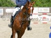 stallion Askanier (Hanoverian, 1999, from Acorado I)