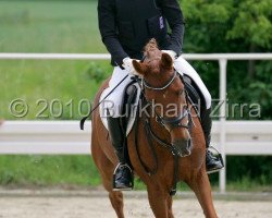 jumper Dream Boy 59 (German Riding Pony, 2002, from Dschingis-Khan)