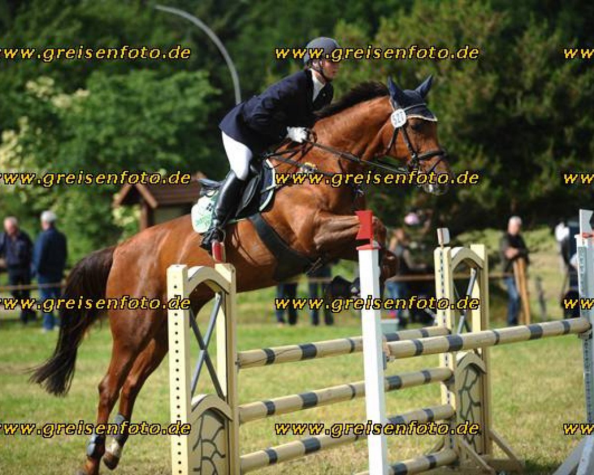 broodmare Sinaeminka (KWPN (Royal Dutch Sporthorse), 1999, from Narcos II)