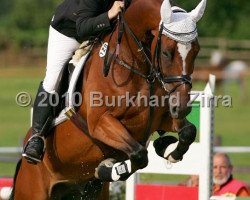 dressage horse Denke's Darling (Hanoverian, 2001, from Dacaprio)