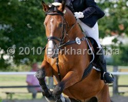 dressage horse Enrico 283 (Westphalian, 2003, from Ehrentusch)