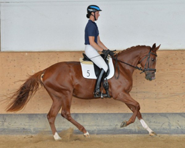 Zuchtstute Isola Lounge (Trakehner, 2012, von Fandsy AA)