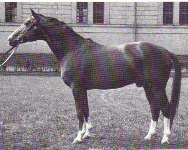 stallion Abglanz (Trakehner, 1943, from Termit)