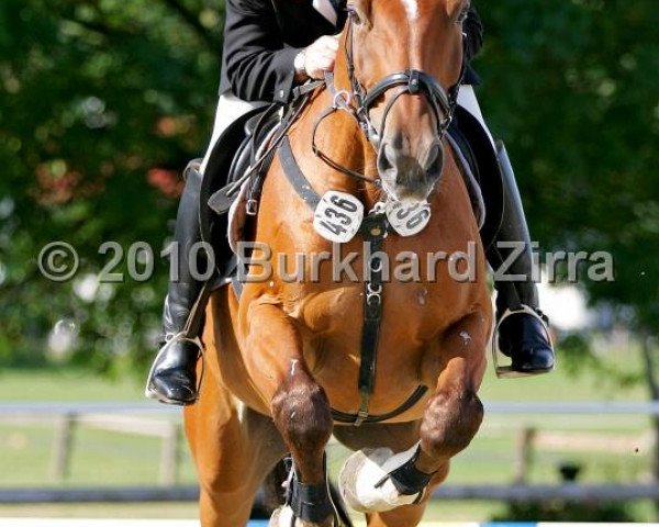 horse Rugby (Westphalian, 2002, from Rolls Royce)