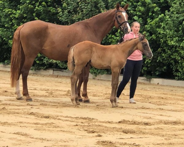 jumper Vahid MM (German Sport Horse, 2021, from Vingino)