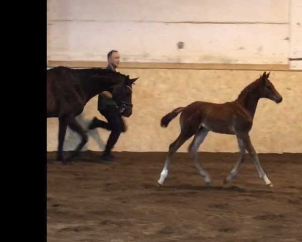 jumper Bijoux (German Sport Horse, 2021, from Baggio)