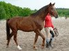 dressage horse Damian (Oldenburg, 2009, from Don Romantic)