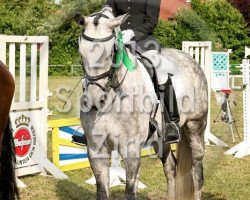 dressage horse Renaissance 106 (Westphalian, 2007, from Riccione)