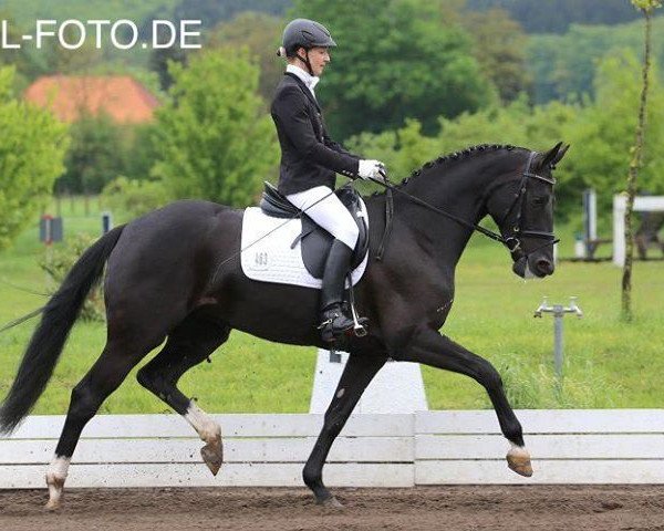 dressage horse Danity HM (Westphalian, 2009, from Damon Hill)