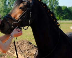 Pferd Negro (Deutsches Reitpony, 1992, von Nacota)