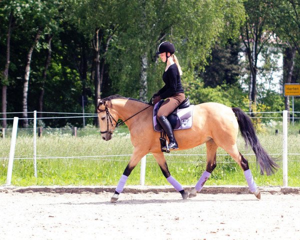 broodmare Mac Cila (German Riding Pony, 2004, from FS Champion de Luxe)