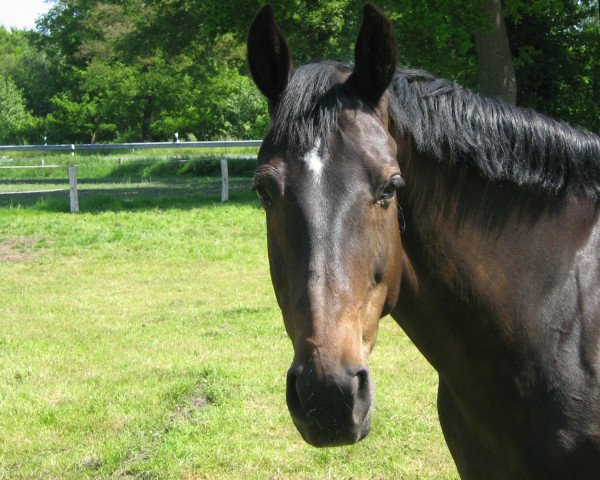 broodmare Melferergut's NICOLA (Oldenburg, 1996, from Kalu xx)