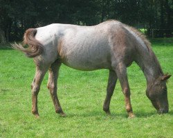 horse Malve (Württemberger, 1982, from Maifürst)