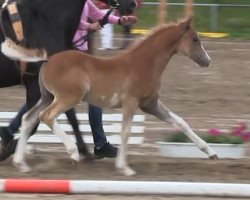 Dressurpferd Hengst von Top Christobell (Deutsches Reitpony, 2013, von Top Christobell)