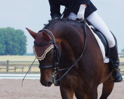 dressage horse Dimitrie (Württemberger, 1997, from Don Primero)