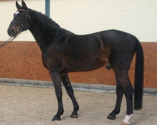 stallion Admiraal Z (Zangersheide riding horse, 1979, from Almé)