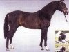 stallion King's Bens (Belgian Warmblood,  , from Admiraal Z)