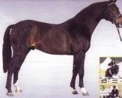 stallion King's Bens (Belgian Warmblood,  , from Admiraal Z)