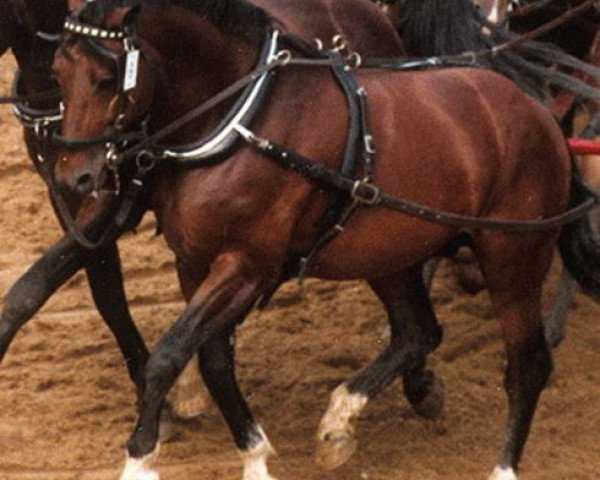 stallion Dorfjunge (Noble Warmblood, 1979, from Dornbusch)