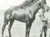 broodmare Rondeau xx (Thoroughbred, 1900, from Bay Ronald xx)