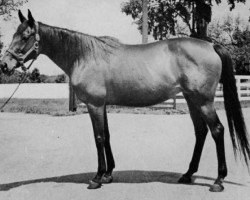 broodmare La Troienne xx (Thoroughbred, 1926, from Teddy xx)