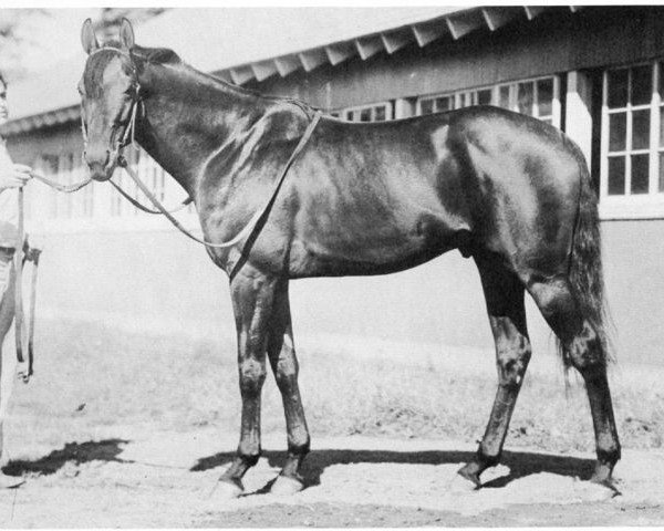 stallion Better Self xx (Thoroughbred, 1945, from Bimelech xx)