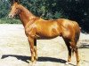stallion Freedom's Choice xx (Thoroughbred, 1982, from Forli xx)