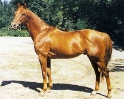 stallion Freedom's Choice xx (Thoroughbred, 1982, from Forli xx)