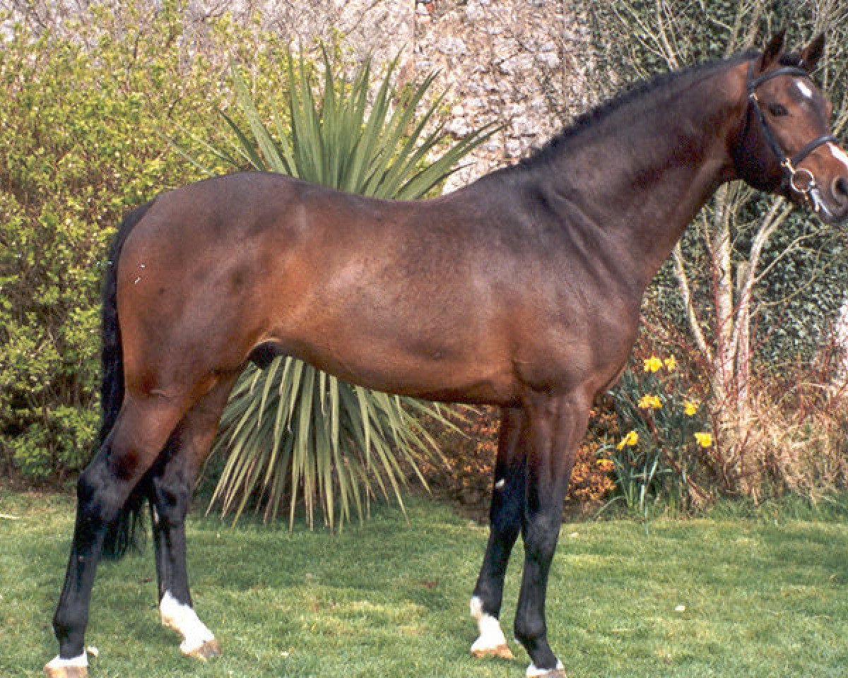 stallion Chacoa (Holsteiner, 1996, from Contender)