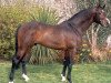 stallion Chacoa (Holsteiner, 1996, from Contender)