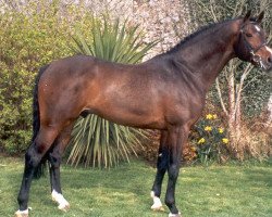 Deckhengst Chacoa (Holsteiner, 1996, von Contender)