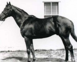 stallion Carnival Night xx (Thoroughbred, 1966, from Crepello xx)