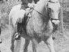 broodmare Jena ox (Arabian thoroughbred, 1944, from Jasir 1925 EAO)