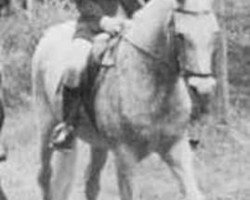 broodmare Jena ox (Arabian thoroughbred, 1944, from Jasir 1925 EAO)