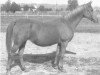 broodmare Khabitha ox (Arabian thoroughbred, 1933, from Kuhaylan Zaid RAS)