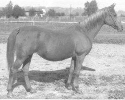 broodmare Khabitha ox (Arabian thoroughbred, 1933, from Kuhaylan Zaid RAS)