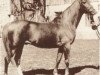 horse Kalif (Arabian, 1948, from Halef 1937 ox)