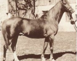 horse Kalif (Arabian, 1948, from Halef 1937 ox)