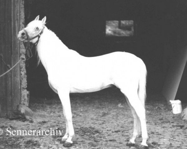 stallion Jarys ox (Arabian thoroughbred, 1953, from Kalif)