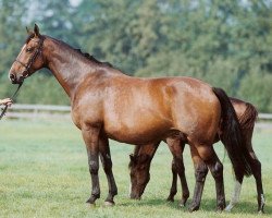 Zuchtstute Jorlanda (Holsteiner, 1991, von Lord Calando)