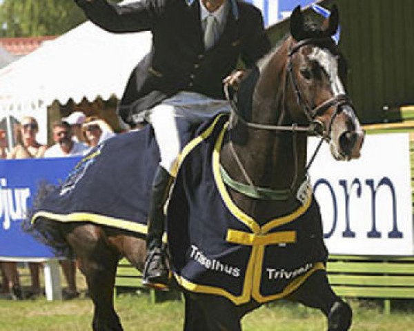 stallion VDL Empire (KWPN (Royal Dutch Sporthorse), 1999, from Emilion)