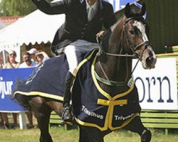 stallion VDL Empire (KWPN (Royal Dutch Sporthorse), 1999, from Emilion)