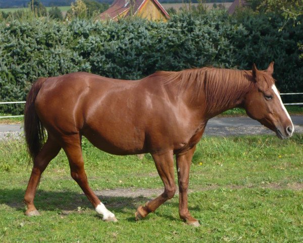 Pferd Monschi (Pinto/Kleines Reitpferd, 1995, von Classic War Bucks)